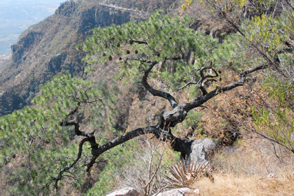 Pinus maximartinezii