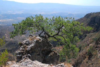 Pinus maximartinezii