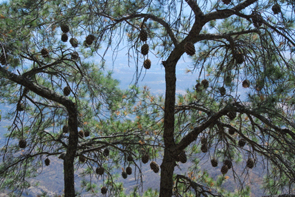 Pinus maximartinezii