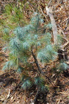 Pinus maximartinezii