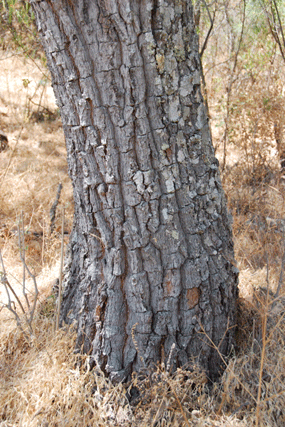 Pinus maximartinezii