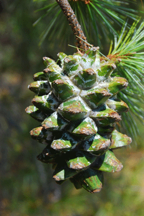 Pinus maximartinezii