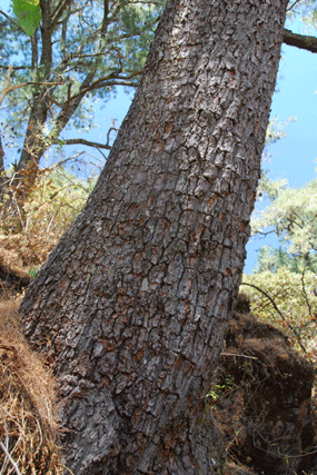 Pinus maximartinezii