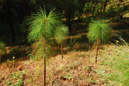 Pinus montezumae
