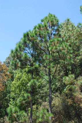 Pinus montezumae
