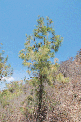 Pinus praetermissa