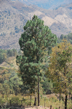 Pinus pringlei