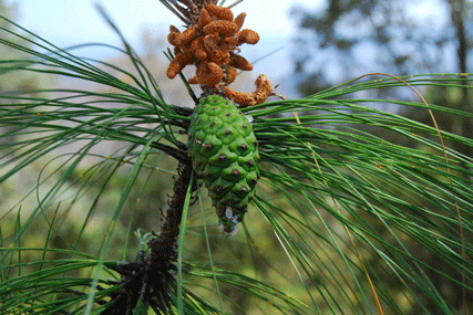 Pinus pringlei