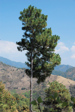 Pinus pringlei
