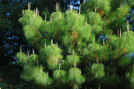 Pinus pseudostrobus