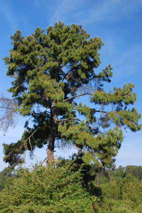 Pinus pseudostrobus