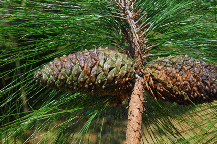 Pinus pseudostrobus