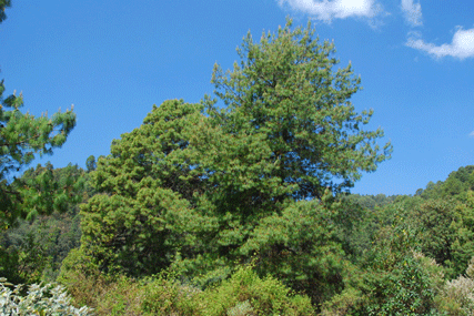 Pinus pseudostrobus