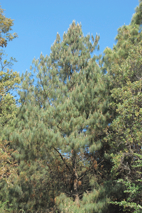 Pinus pseudostrobus