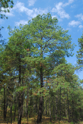 Pinus pseudostrobus