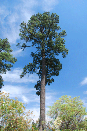Pinus pseudostrobus