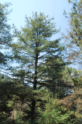 Pinus veitchii