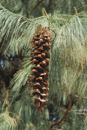 Pinus veitchii