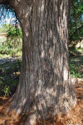 Taxodium mucronatum