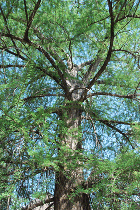 Taxodium mucronatum