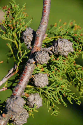 Cupressus bakeri