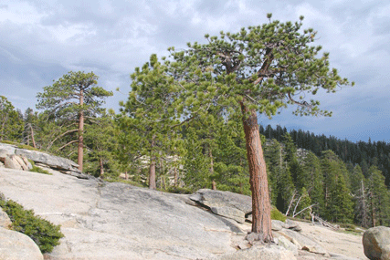 Pinus jeffreyi