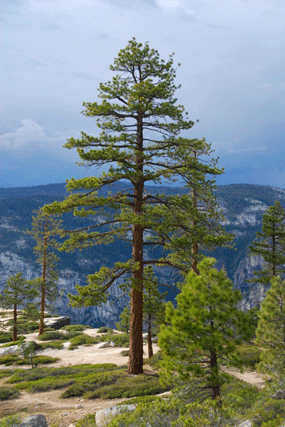 Pinus jeffreyi