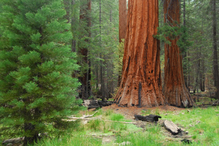 Sequoiadendron giganteum