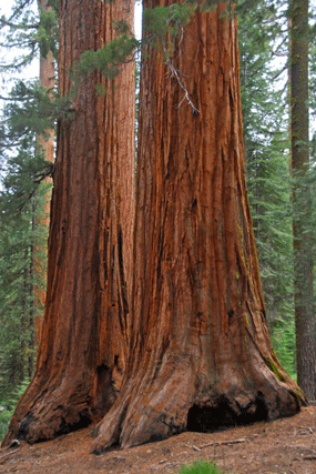 Sequoiadendron giganteum