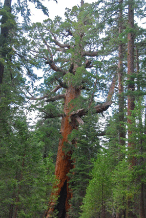 Sequoiadendron giganteum