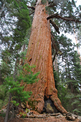 Sequoiadendron giganteum