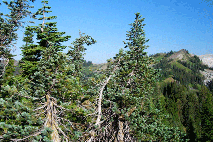 Abies lasiocarpa