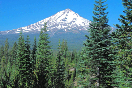Abies magnifica shastensis