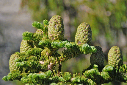 Abies magnifica shastensis