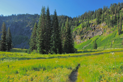 Abies magnifica shastensis
