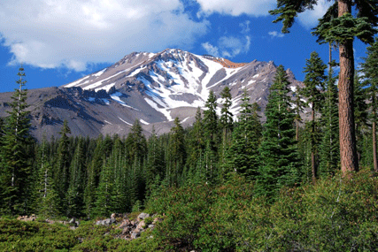 Abies magnifica shastensis