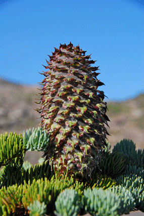 Abies magnifica shastensis