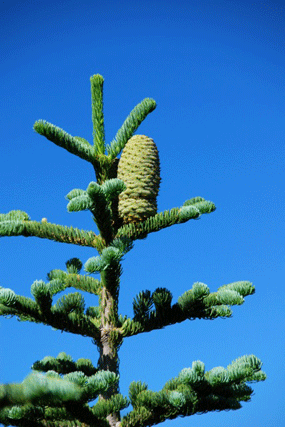 Abies magnifica shastensis