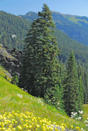 Abies magnifica shastensis