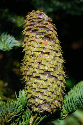 Abies magnifica shastensis