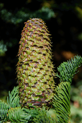 Abies magnifica shastensis