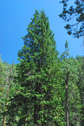 Chamaecyparis lawsoniana