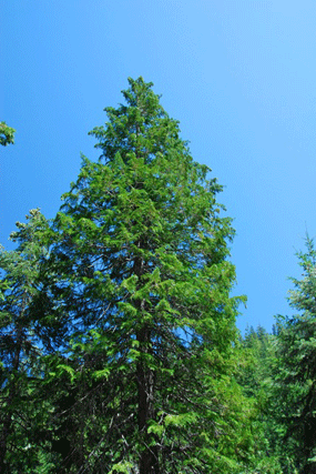 Chamaecyparis lawsoniana