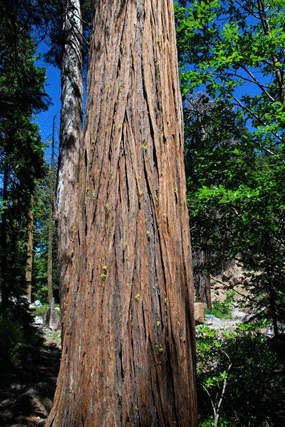 Chamaecyparis lawsoniana
