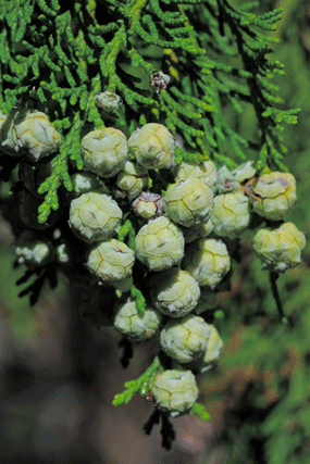 Chamaecyparis lawsoniana