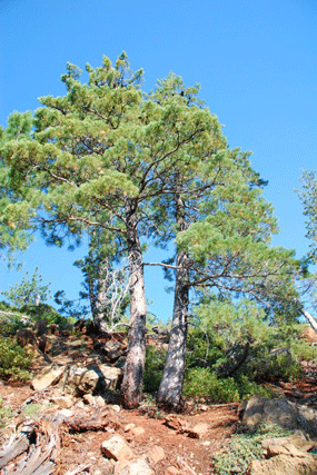 Cupressus bakeri