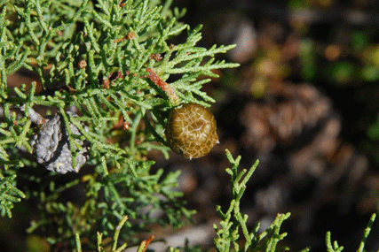 Cupressus bakeri