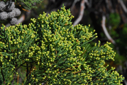 Cupressus bakeri