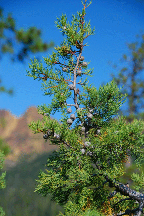 Cupressus bakeri