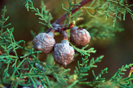 Cupressus bakeri
